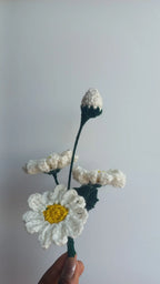daisy bunch