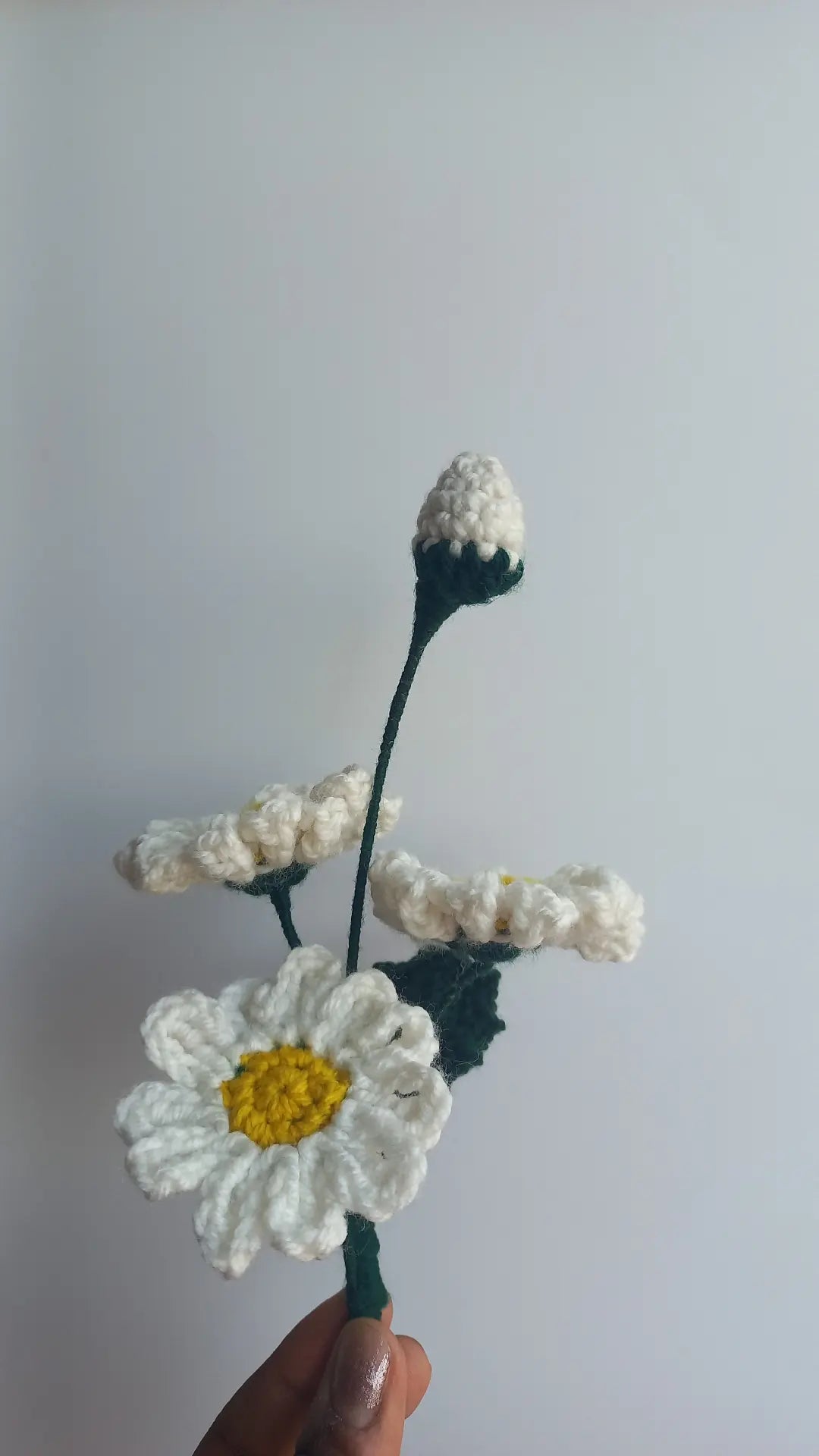 daisy bunch