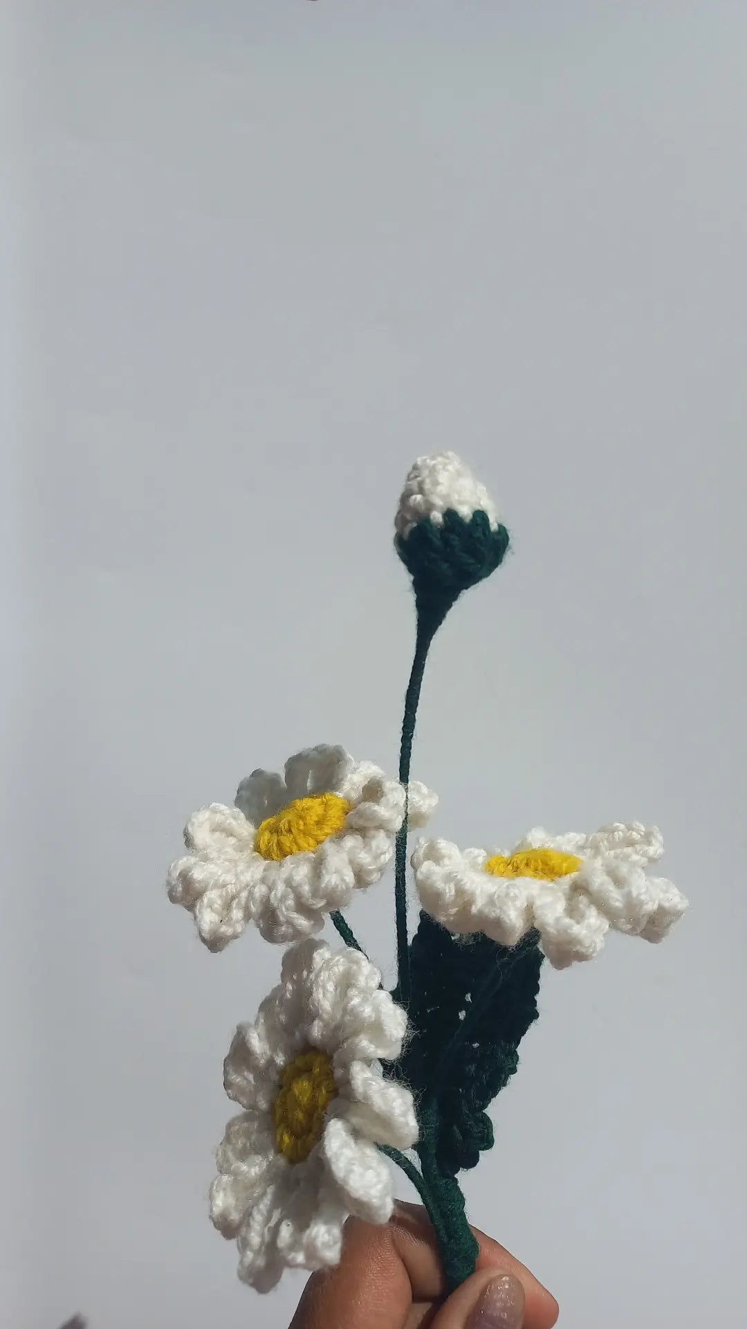 daisy bunch