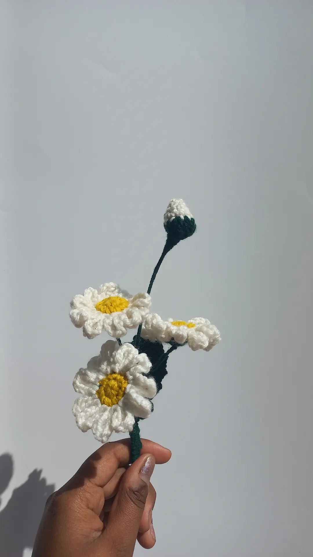 daisy bunch