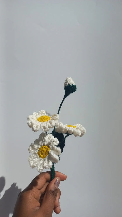 daisy bunch