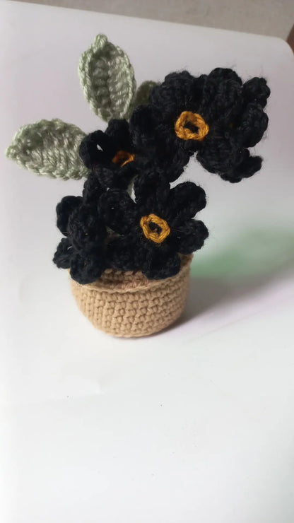 Forget me, not pot