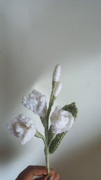 Fressia stem
