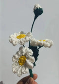daisy bunch