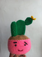 Succulent Pot