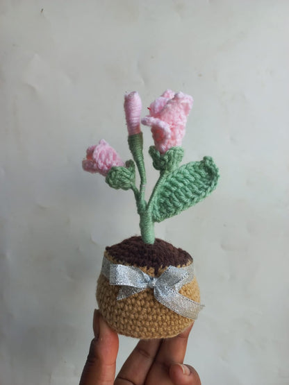 Blush Fressia Pot