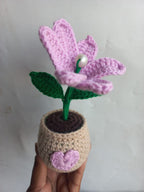 Lilac Water Lilly Pot
