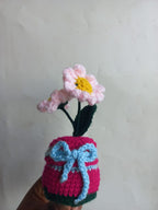 Blush Daisy Pot